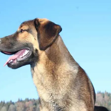 Daire Flat Bernhard In The Bavarian Forest Freyung