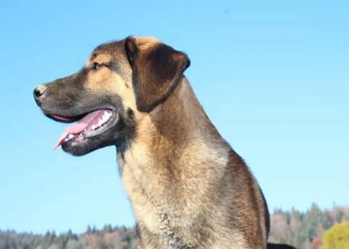 Lejlighed Bernhard Im Bayerischen Wald Freyung